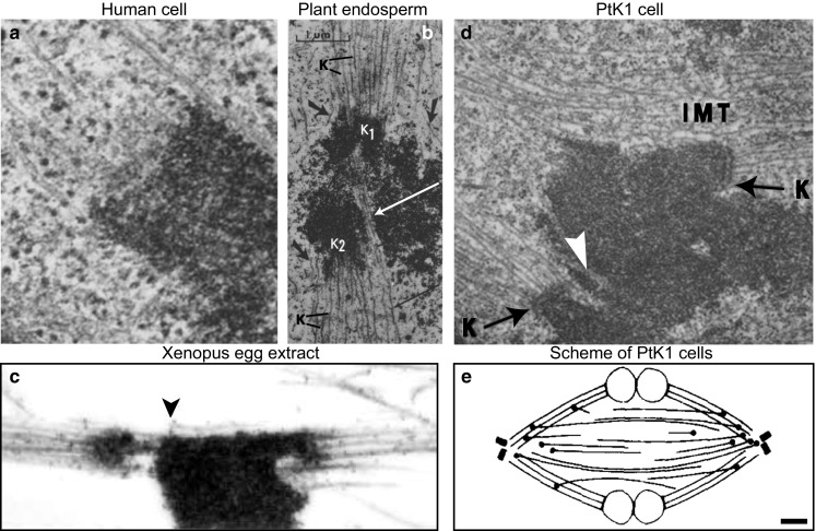 Fig. 7