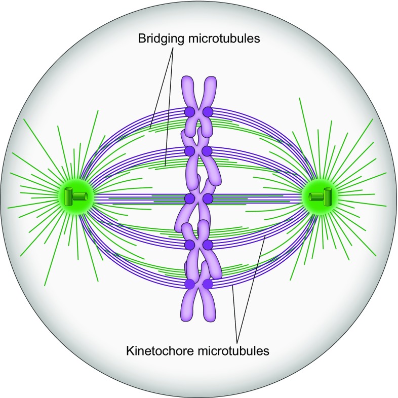 Fig. 9