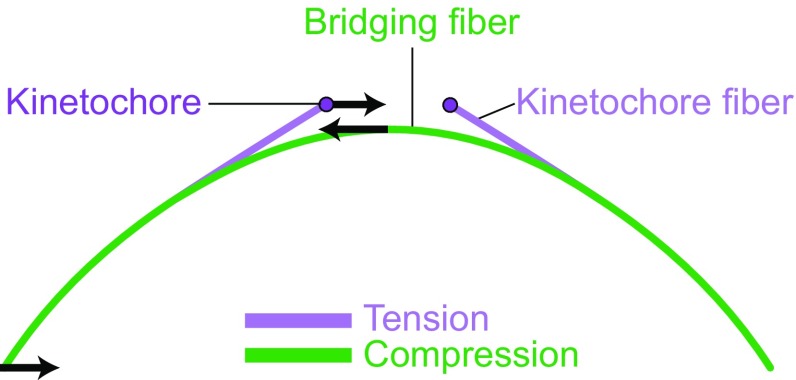 Fig. 10