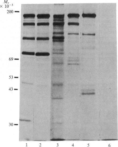 graphic file with name pnas00358-0258-a.jpg