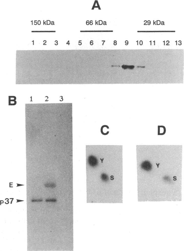 graphic file with name pnas01081-0420-a.jpg