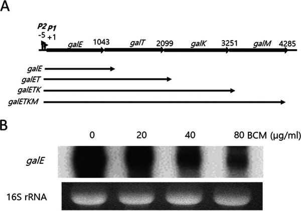 FIG 1