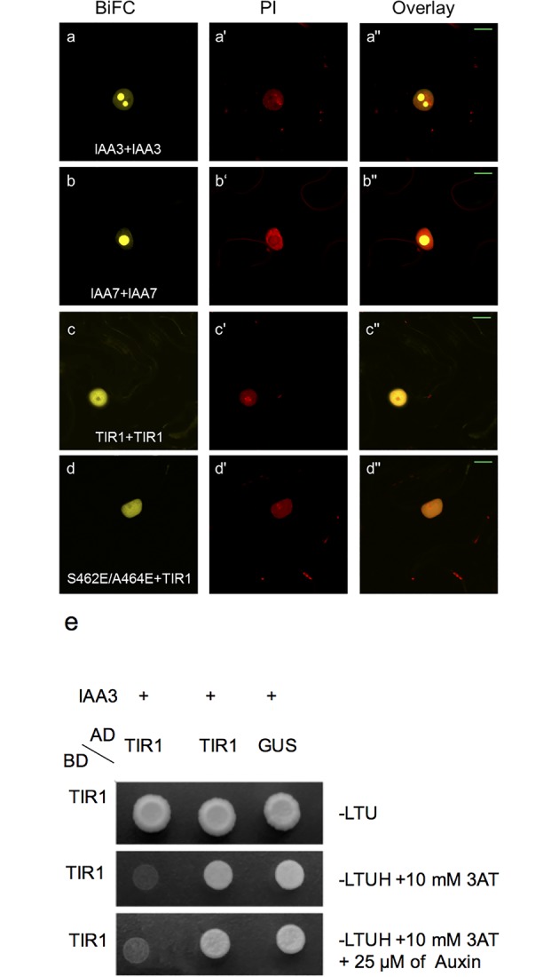 Fig 2