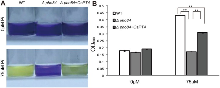 Fig 4