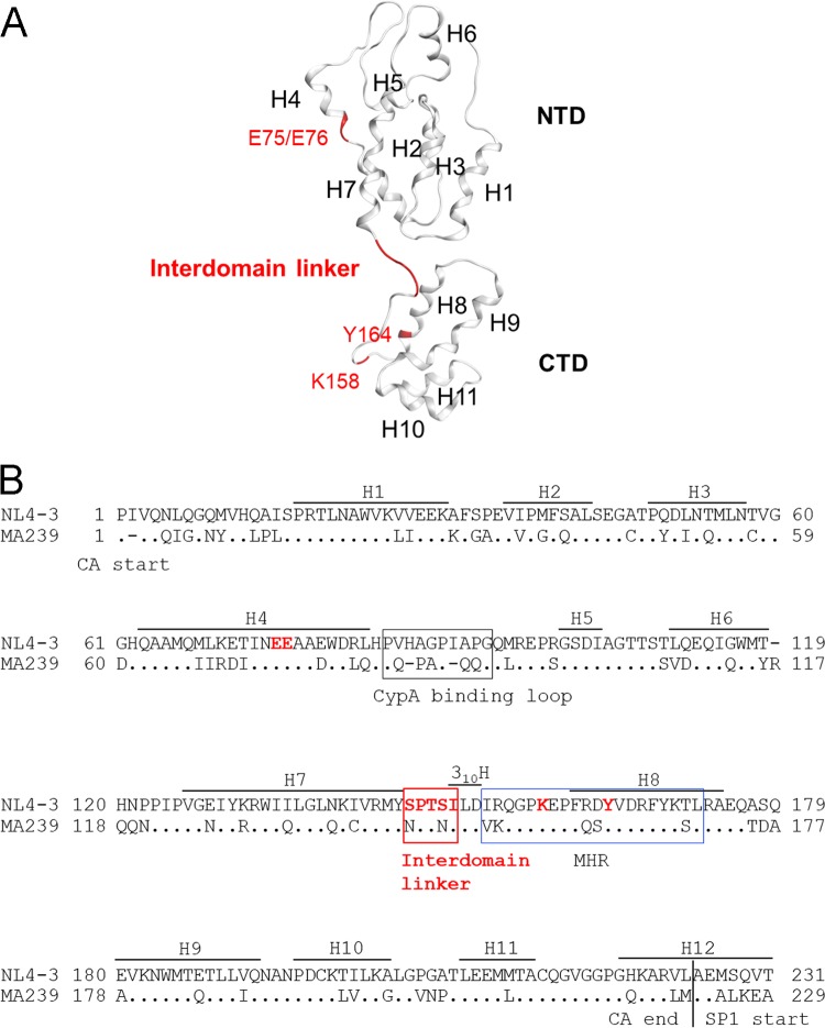 FIG 1