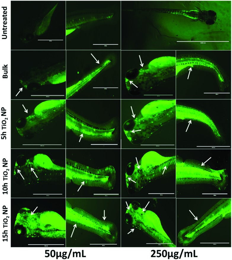 Fig. 9