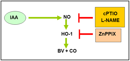 Figure 5.