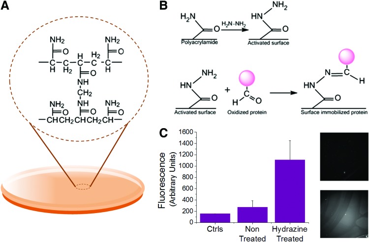 FIG. 1.