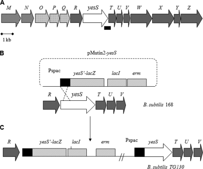 FIGURE 4.