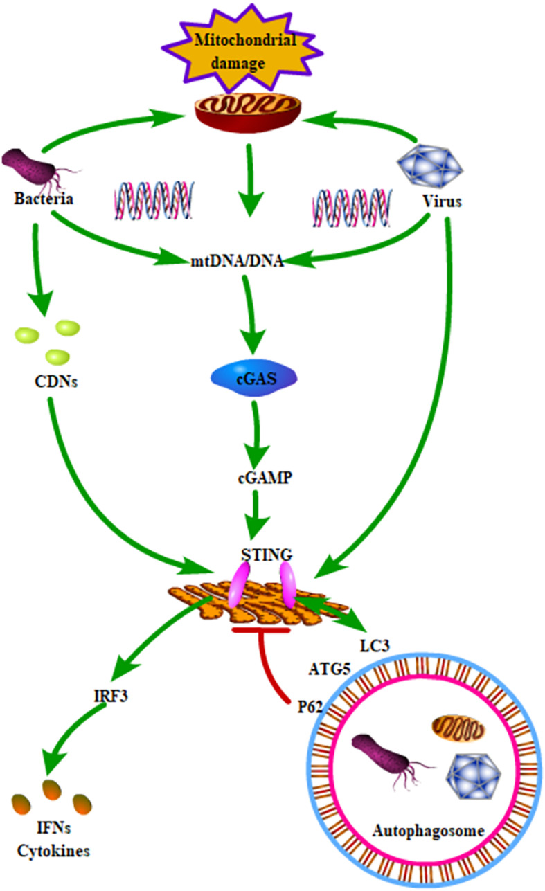 FIGURE 1