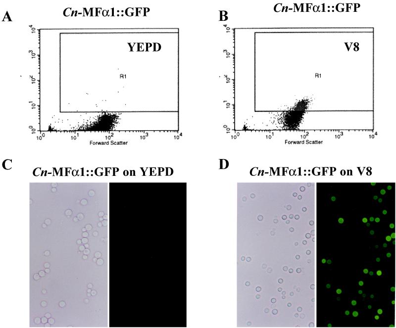 FIG. 4