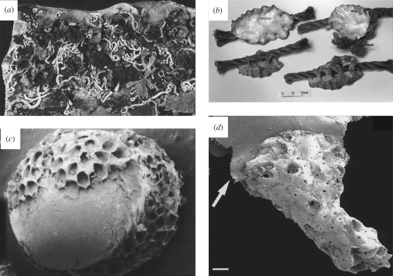 Figure 4.