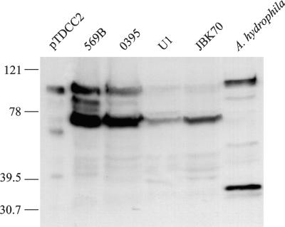 FIG. 5