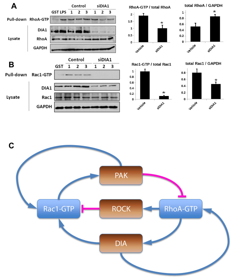 Figure 1—figure supplement 1.