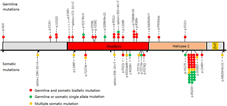 Fig 1.