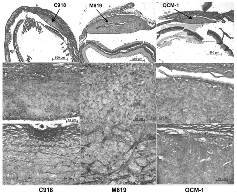 FIGURE 3