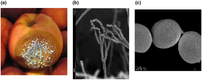 FIGURE 1