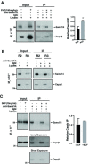 Figure 4—figure supplement 1.