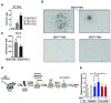 Figure 5—figure supplement 1.