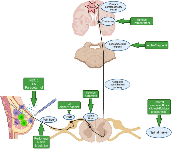 Figure 2