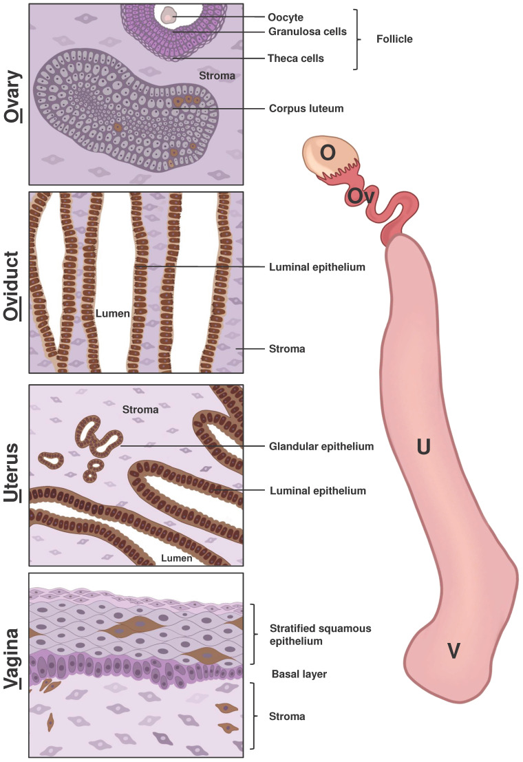 Figure 1