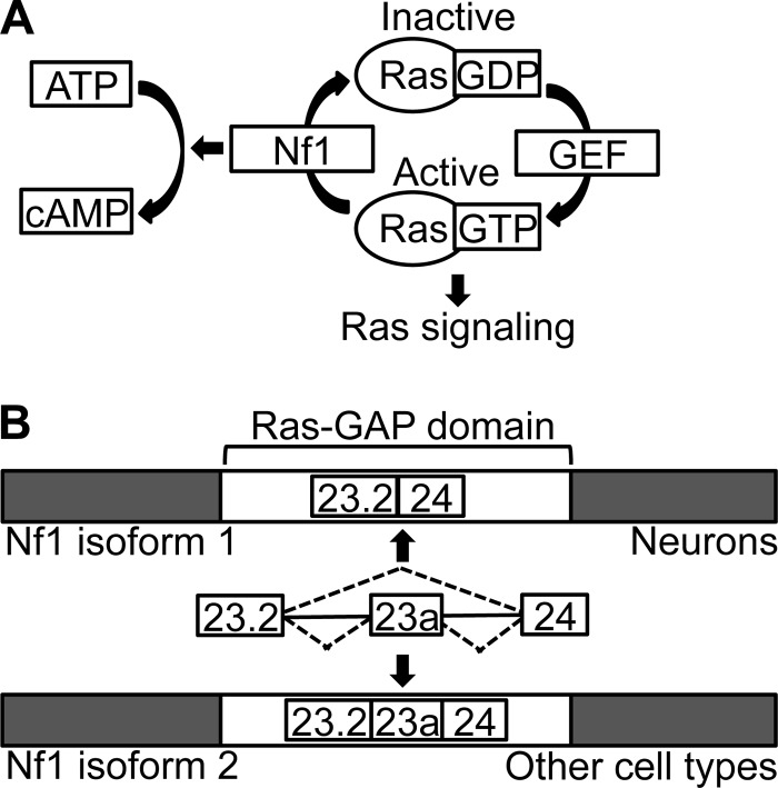 FIG 1