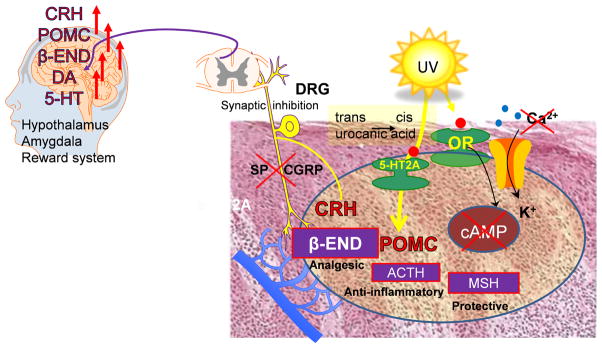 Figure 23