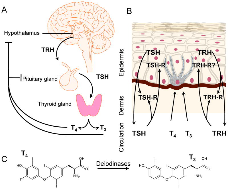 Figure 21