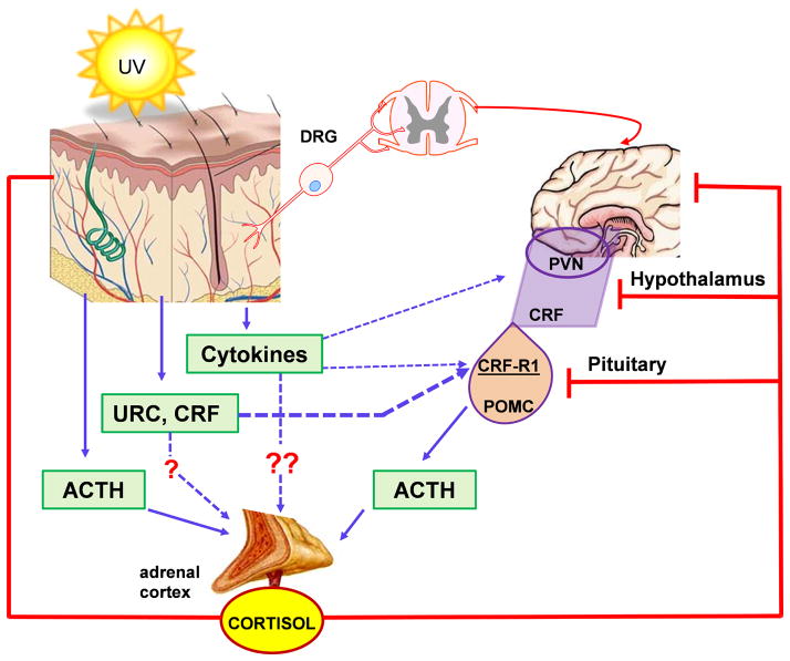 Figure 17