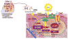 Figure 23