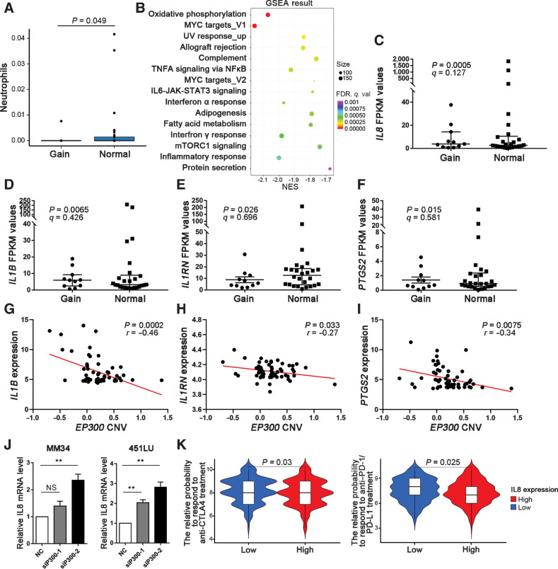 Figure 5. Correlation of EP300 copy-number aberrations with patterns of immune infiltration and response to ICB treatment. A, Histograms represent the proportion of neutrophils (from xCell) for different EP300 copy number groups (Mann–Whitney U test). Error bars show the SEM. B, The difference of enriched pathways revealed by GSEA analysis of RNA-seq data between EP300-gain and EP300-normal sample. C–F, Differential expression of IL8, IL1B, IL1RN, and PTGS2 between EP300-gain and EP300-normal tumors. EP300-normal, n = 24; EP300-gain, n = 13. G–I, The correlation between EP300 copy number and the mRNA expression of IL1B, IL1RN, and PTGS2 by data from CCLE (Pearson correlation test). J, The effect of EP300 interference by siRNA on the expression of IL8 in MM34 and A2058 cells. K, The relative probabilities to respond to anti–PD-1/PD-L1 and anti–CTLA-4 treatment between EP300-gain and EP300-normal melanoma groups. NES, normalized enrichment scale; q. val, q value; NS, not significant.