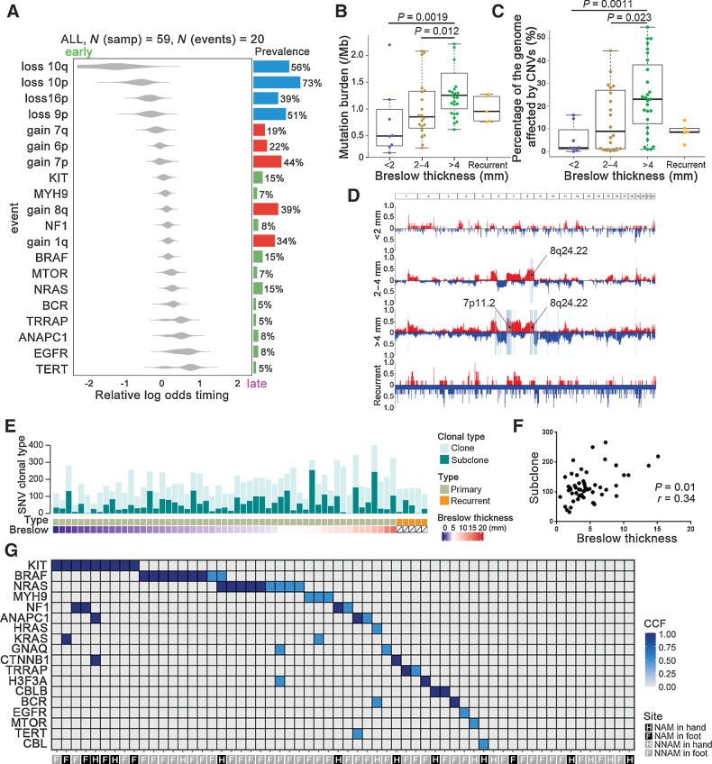 Figure 6. Characterization of the clonal architecture of driver genes in acral melanoma. A, Aggregating single-sample ordering reveals preferential ordering diagrams of driver mutations for acral melanoma. The point mutation (B) and the percentage of the genome affected by CNVs [gains of copy number (CN ≥ 3) and copy number loss (CN ≤ 1)] (C) along acral melanoma progression (stratified by Breslow thickness). The data are represented as a boxplot, where the middle line is the median, and the lower and upper edges of the box are the first and third quartiles (Mann–Whitney U test). D, The copy-number landscape at each phase of melanoma progression (stratified by Breslow thickness). Significantly different regions affecting copy-number aberrations are highlighted. E, From top to bottom: number of clonal and subclonal mutations identified in 60 acral melanoma cases; sample subtypes; Breslow thickness. F, The correlation between number of subclonal and Breslow thickness (Pearson correlation test). G, Clonality of candidate driver genes in 60 acral melanoma cases studied. Color spectrum: dark blue to light blue corresponds to estimated CCF. Samp, sample.