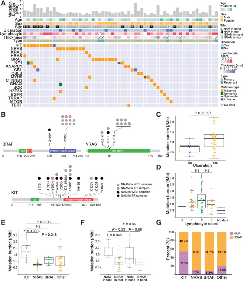 Figure 1. Somatic variant burden and SMGs. A, From top to bottom: mutation burdens including SNVs and small indels per megabase; age; sex; site of the primary tumor (NAM and NNAM in hand or foot); ulceration; lymphocyte score; thickness; specimen type (primary or recurrent); mutations in driver genes previously described in melanoma and other cancers of the discovery cohort. B, The distribution of mutation sites on the protein coded by BRAF, NRAS, and KIT. Ig, immunoglobulin domain; RBD, Raf-like Ras-binding domain; C1_1, Phorbol esters/diacylglycerol binding domain. C, The difference of mutation burden between ulceration and nonulceration groups. The data are represented as a boxplot, where the middle line is the median, and the bottom and top edges of the box are the first and third quartiles (Mann–Whitney U test). D, The difference of mutation burden between lymphocyte score groups (Kruskal–Wallis test). NS, not significant. E, Mutation burden was significantly different between the genomic subtypes (Kruskal–Wallis test). F, The difference of mutation burden between NAM and NNAM in hand or foot (Kruskal–Wallis test). G, Proportion of NAM and NNAM with BRAF, NRAS, and KIT gene mutations (Fisher exact test).