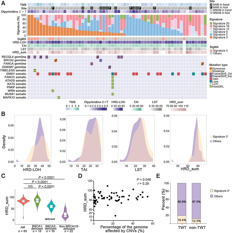 Figure 2. Mutational signature contributions and enrichment of DNA repair-related genetic lesion in acral melanoma. A, From top to bottom: TMB; site of the primary tumor (NAM and NNAM in hand or foot); percent of C > T transitions occurring in dipyrimidine sequences; proportions of somatic mutations in the six mutation signatures for each individual; Signature 3–annotated or not by SigMA; HRD score; genetic lesions by type in selected HR-related genes, with mutation type indicated by color-coding according to the key. HomDEL, homozygous deletion. B, Distribution of values of HRD-LOH, telomeric allelic imbalances, large-scale state transitions events, and HRD-sum between Signature 3+ samples (showing contribution of Signature 3 by both deconstructSigs and SigMA) and others (Mann–Whitney U-test). C, Comparison of HRD-sum values in acral melanoma, BRCA1- or BRCA2- deficient TNBC samples and non–BRCA1/2-deficient TNBC samples (Mann–Whitney U test). D, The correlation between the percentage of the genome affected by CNVs [gains of copy number (CN ≥ 3) and copy number loss (CN ≤ 1)] and HRD-sum values in acral melanoma samples (Spearman correlation test). E, The comparisons of Signature 3+ sample proportions between TWT samples and non-TWT samples when annotated (Fisher exact test). NS, not significant.