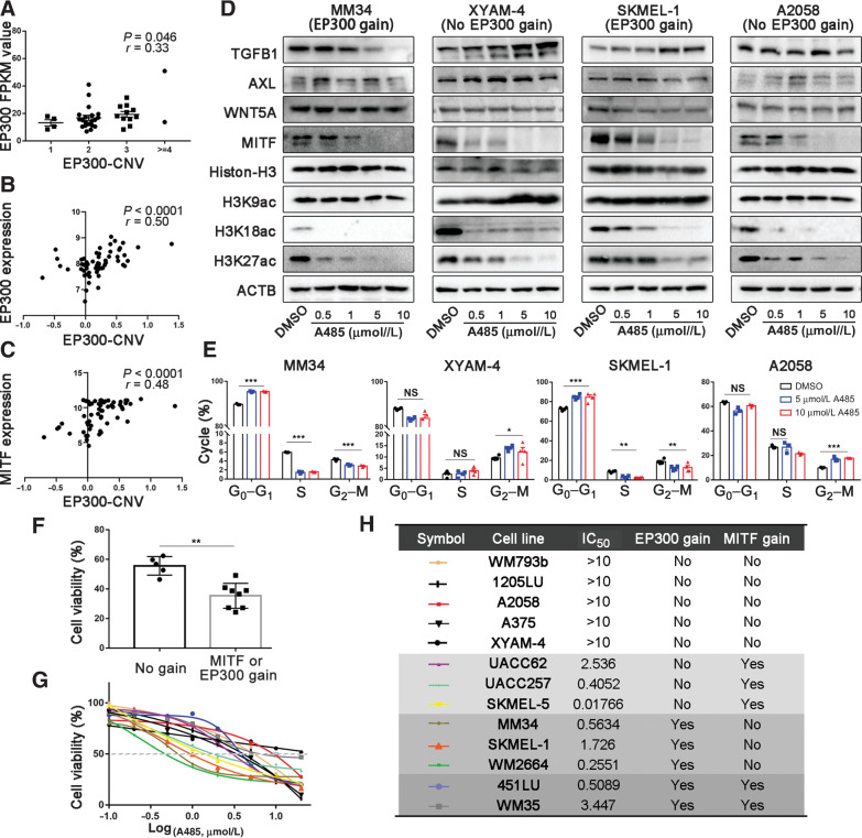 Figure 4. Melanoma cells with EP300 or MITF copy number gains are sensitive to p300 inhibitor A485. A, The correlation between gene copy number and the mRNA expression of EP300 in our WES samples, n = 60 (Spearman correlation test). B and C, The correlation between EP300 copy number and the mRNA expression of EP300 and MITF by data from CCLE (Spearman correlation test). D, The effect of A485 on the expression of TGFB1, AXL, WNT5A, MITF, total H3 and acetylated H3K9, H3K18, and H3K27 in MM34 (acral melanoma cell line with EP300 gain), XYAM-4 (acral melanoma cell line without EP300 gain), SKMEL-1 (nonacral melanoma cell line with EP300 gain), and A2058 (nonacral melanoma cell line without EP300 gain). E, The effect of A485 on the cell cycle of melanoma cell lines was examined by flow cytometry. F, The comparisons of cell viability after 5 µmol/L A485 treatment between cell lines with MITF/EP300 gains and those without. G and H, Viable cell titer was determined in different melanoma cell lines under the treatment of A485 in concentration gradient. The IC50 values and the state of EP300 or MITF gene copy number variation for these cell lines are shown. * P < 0.05, ** P < 0.01, *** P < 0.001. NS, not significant.