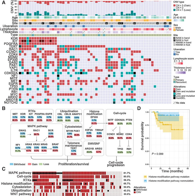 Figure 3. Copy-number alterations and signaling pathway activation in acral melanoma. A, From top to bottom: percent of the genome affected by copy-number aberrations [gains of copy number (CN ≥ 3), normal copy number (CN = 2), and copy number loss (CN ≤ 1)]; age; sex; site of the primary tumor (NAM and NNAM in hand or foot); ulceration; lymphocyte score; Breslow thickness; specimen type (primary or recurrent); CNVs of selected melanoma-associated genes: gain (CN ≥ 3, red), gain and mutation (gain with SNV or indel, dark red), loss (CN ≤ 1, green), loss and mutation (loss with SNV or indel, dark green), and homozygous deletion (CN = 0, black). B, Percentage of tumors with protein-affecting aberrations in candidate driver genes grouped by pathway: substitution/indels (blue), copy number gain (red), and copy number loss (green). C, Frequency of aberrations in pathways as a percentage of tumors in the discovery cohort. D, Kaplan–Meier curves of patients with acral melanoma by CNV and/or SNV in histone modification pathway (with vs. without). HomDEL, homozygous deletion.