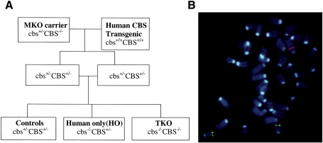 Fig. 2