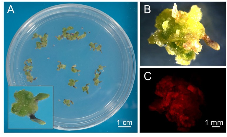 FIGURE 1