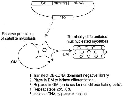 FIG. 1