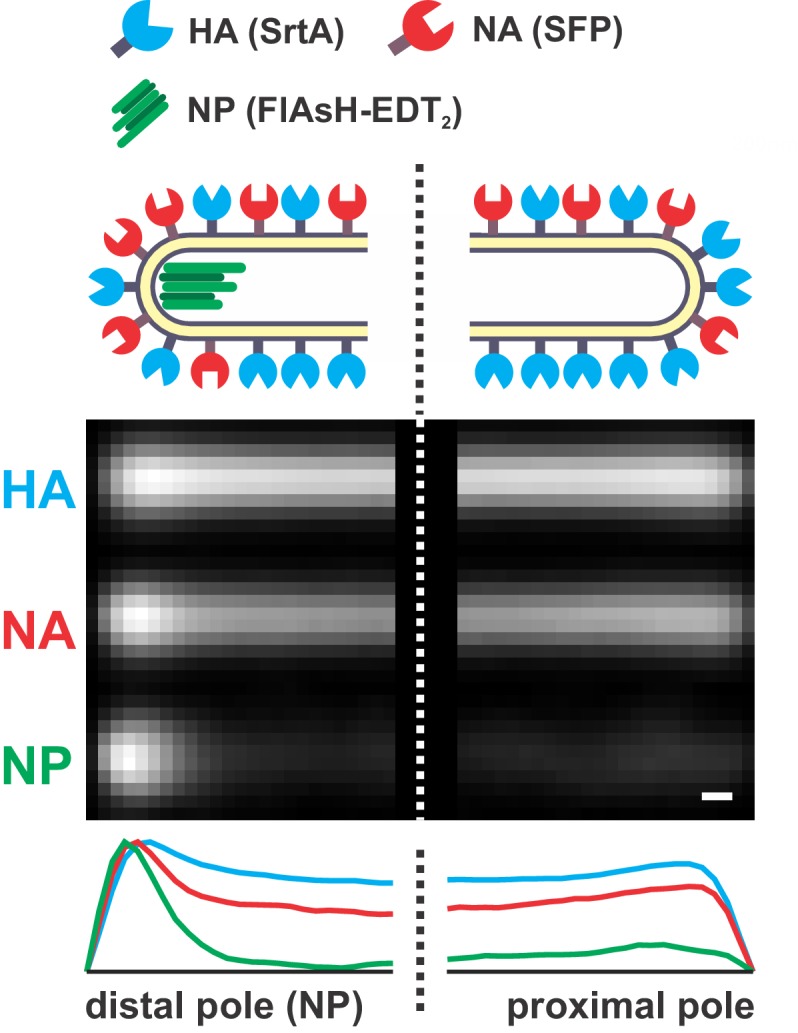 Figure 1—figure supplement 1.