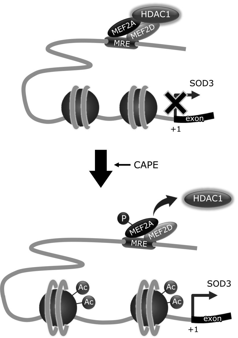 Fig. 6