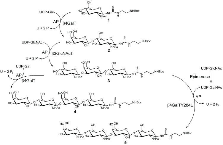 Scheme I