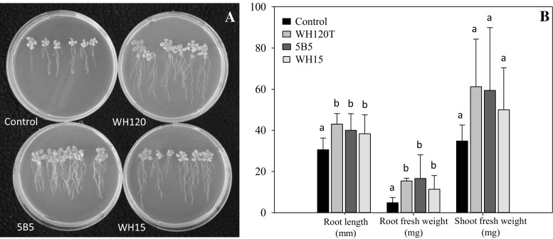 Fig. 1