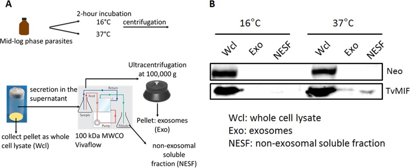 FIG 2 