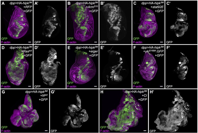 Fig. 7.