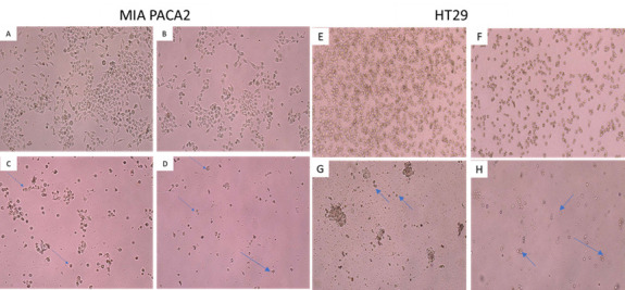 The Investigation of Quercus Infectoria Gall Aqueous Extract Effect on ...