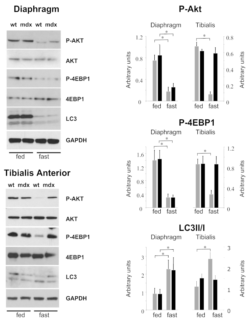 Autophagy is impaired in mdx mice