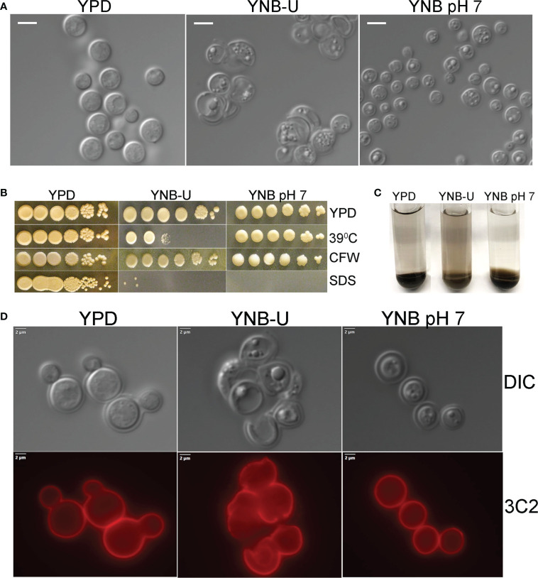 Figure 2