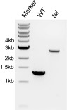 Fig. S4.