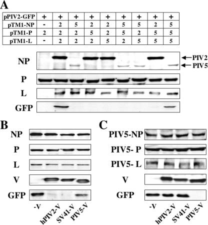 FIG. 5.